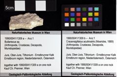 Foto (Objket + Etiketten) von Cracensigillatus acutirostris (Moericke, 1889) 